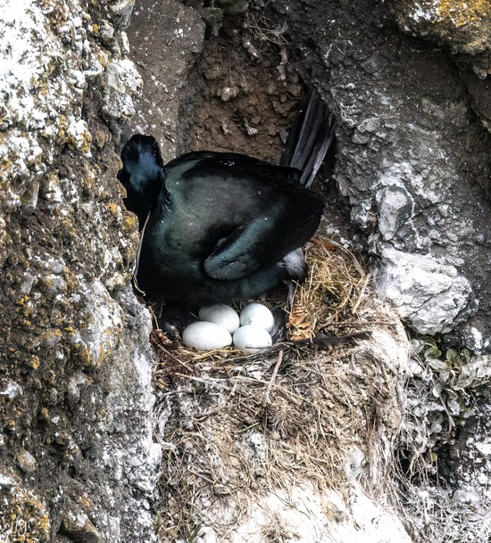 Cormorant in nest with eggs