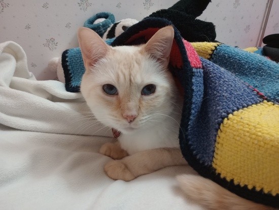 Flame point Siamese cat named Shaman mostly under a bedcover but with his head raised, looking directly at the camera.