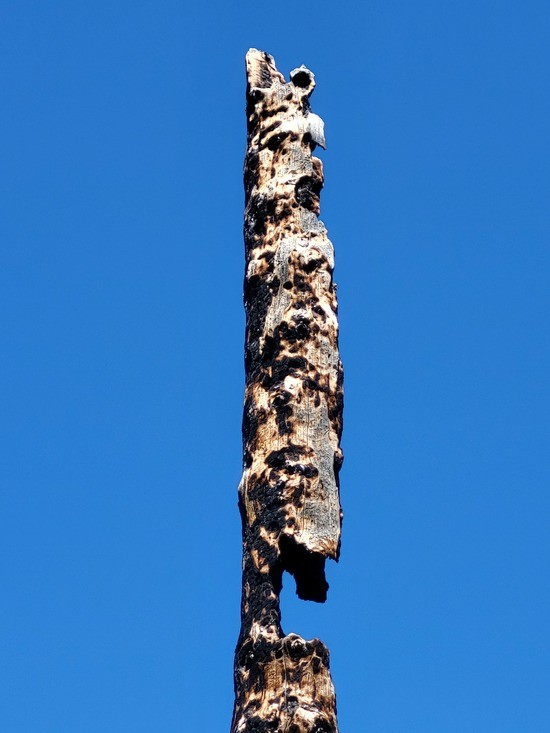 Snag remaining after a forest fire