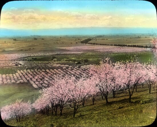 2048px-Prune_Orchard_near_Santa_Clara_California_3655751146.jpg