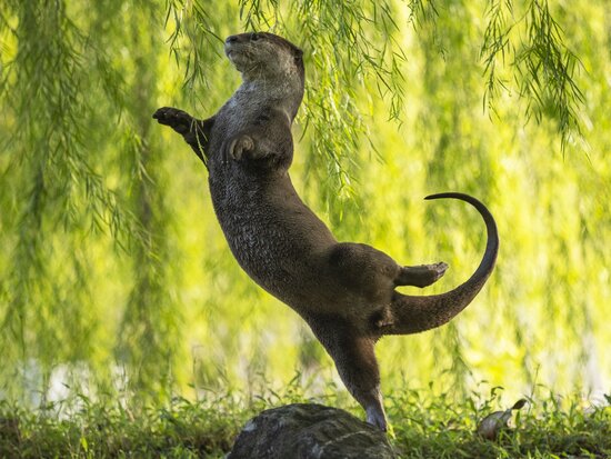 2_underwater-category-winner_otter-kwek_otter-ballerina.jpg