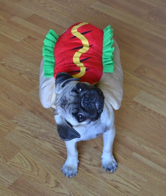 Pug dressed as a hot dog and tilting his head.