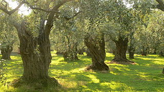 Old olive trees on Thasos (Greece) - The copyright holder of this work, hereby publishes it  under the Creative Commons Attribution-Share Alike 2.5 Generic license: You are free to share – copy - distribute -  transmit - remix – adapt the work
under cond