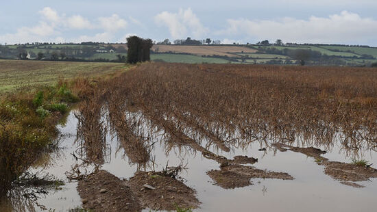 Irish Examiner Farming .43 acres of main crop potatoes which should be harvested by now only for the very wet conditions on the lands of Tillage farmer Dick Fitzgerald, Loughane, East Cork. Picture Dan Linehan