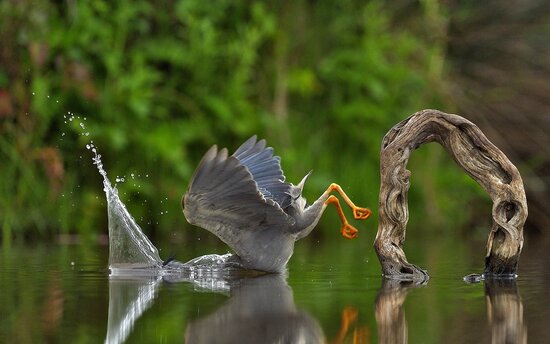 3_creatures-of-the-air-winner_vittorio-ricci_unexpected-plunge.jpg