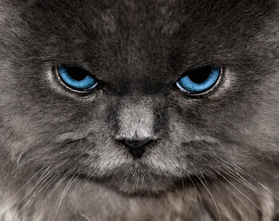 The face of an angry, blue-eyed grey cat.