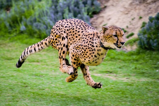 A cheetah running on grass.