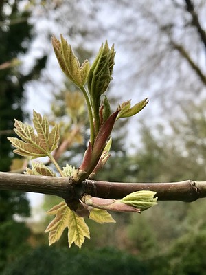 big leaf maple 03/21/20