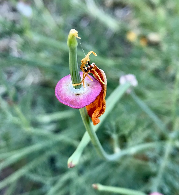 spent California poppy