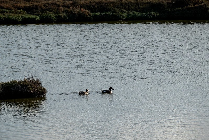 Don Edwards San Francisco Bay National Wildlife Refuge - Alviso