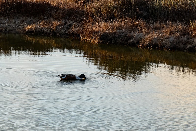 Don Edwards San Francisco Bay National Wildlife Refuge - Alviso