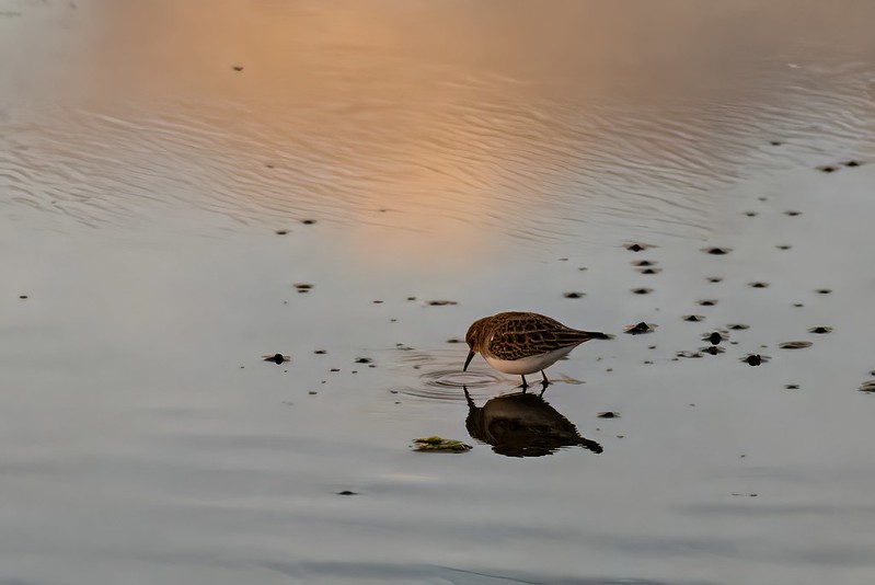 Don Edwards San Francisco Bay National Wildlife Refuge - Alviso