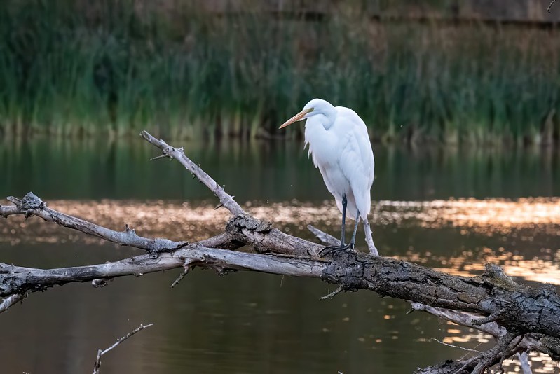 Ed R. Levin County Park