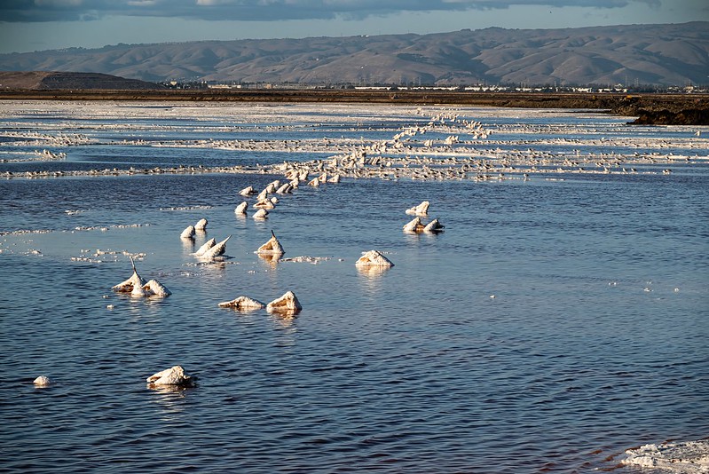 Alviso Marina County Park