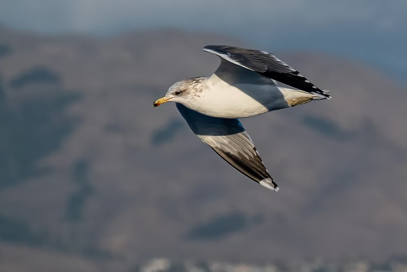 Alviso Marina County Park