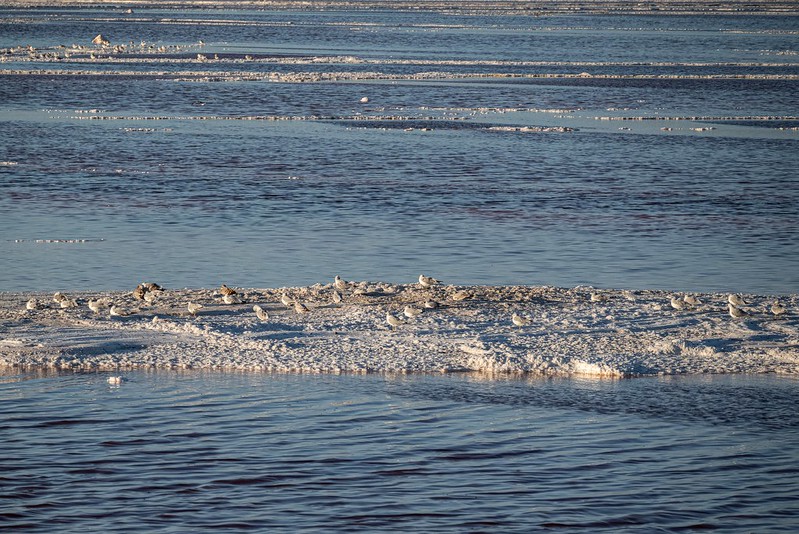 Alviso Marina County Park