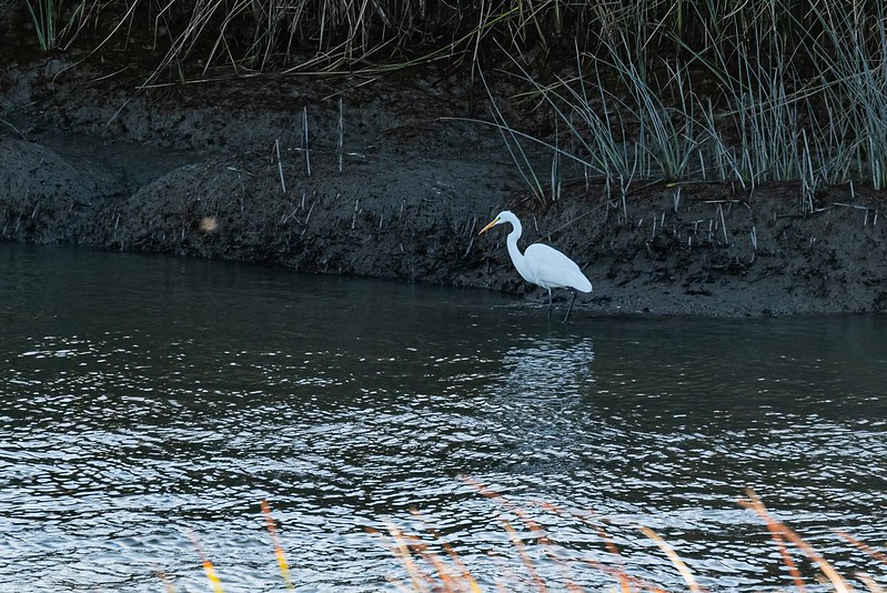 Alviso Marina County Park