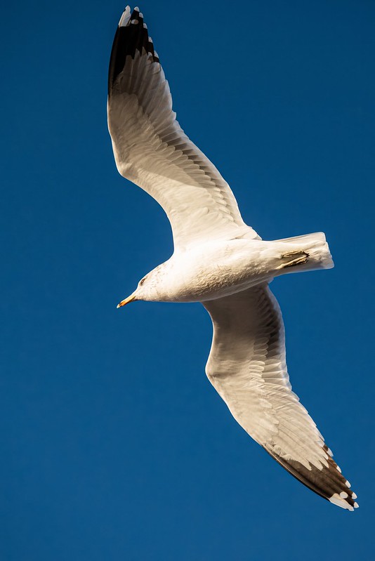 Alviso Marina County Park