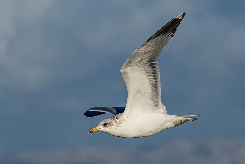 Alviso Marina County Park