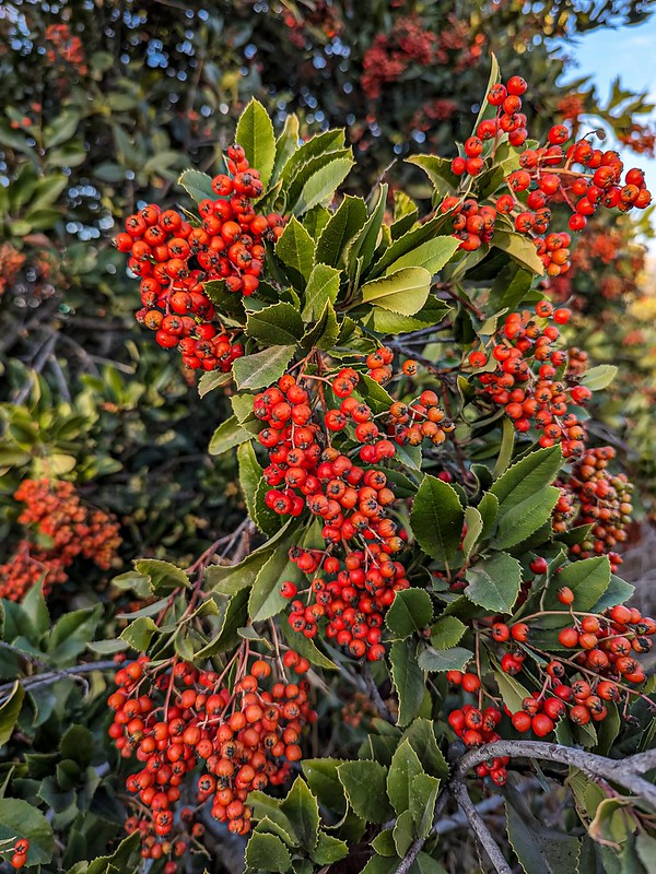 Toyon