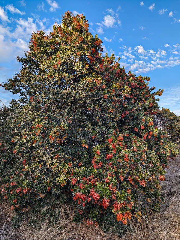 Toyon