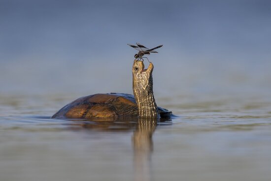 6_highly-commended_tzahi-finkelstein_the-happy-turtle.jpg