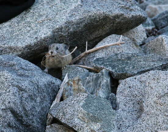 an American pika in a rock crevice with a mouthful of grass.