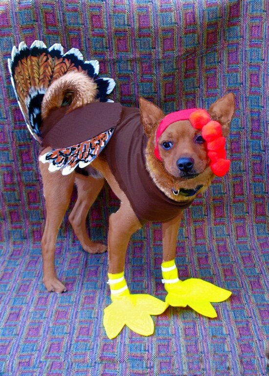 Dog dressed in a rather elaborate turkey costume.