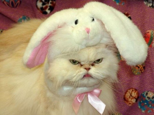 angry-cat-is-angry-p0bbc.jpg