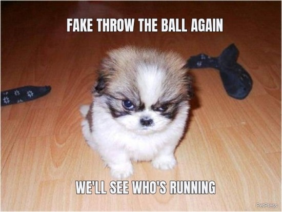 angry-dog-playing-meme-148208-1.jpg