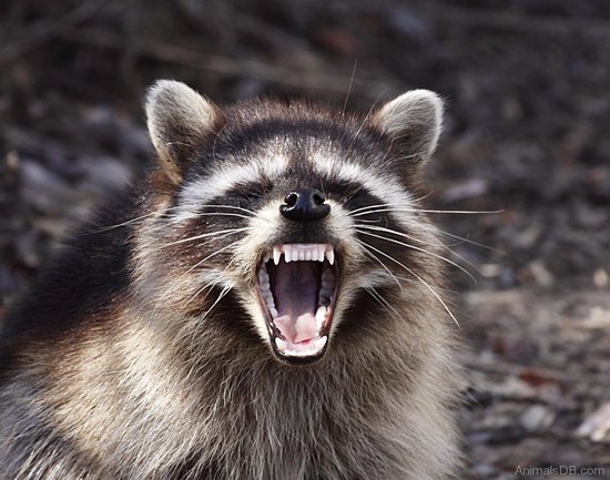 angry raccoon