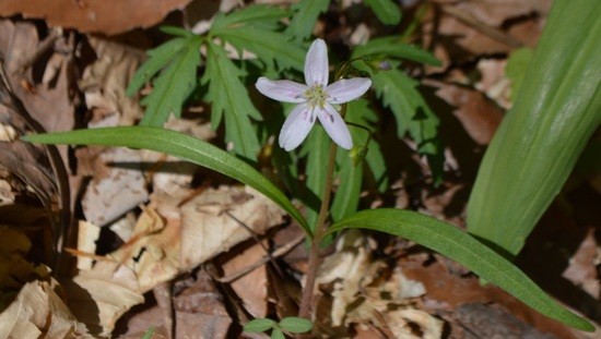 Spring Beauty (Claytonia virginica) ??