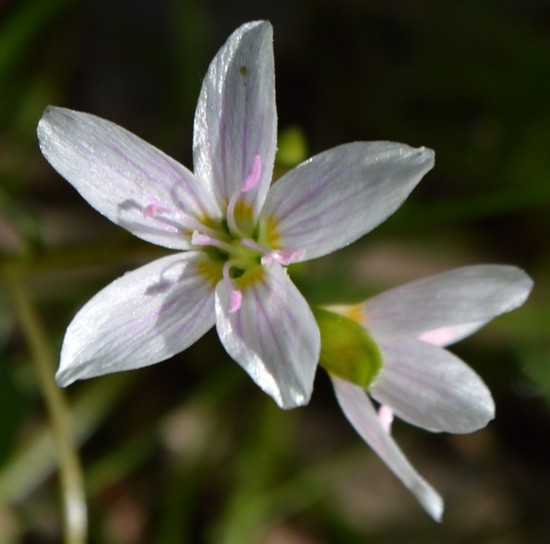 Claytonia (spring beauty) ??