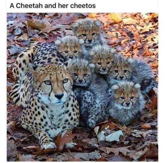 babycheetahsandmom.jpg