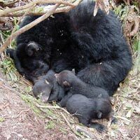 mother black bear and cubs denning