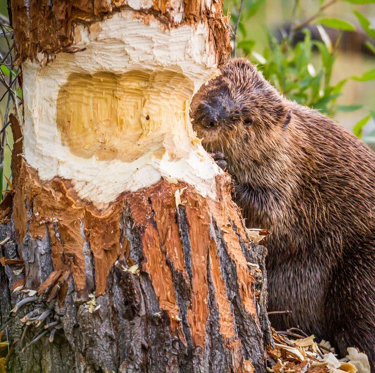 beaver-a-rewilding-britians-landscape-garden-1651764693.jpg