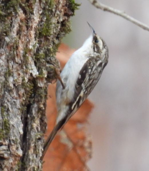 brownCreeper1.JPG