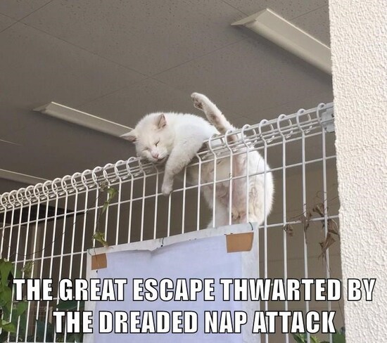 cage-the-great-escape-thwarted-by-the-dreaded-nap-attack.jpg