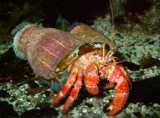 Hermit crab and hermit anemone