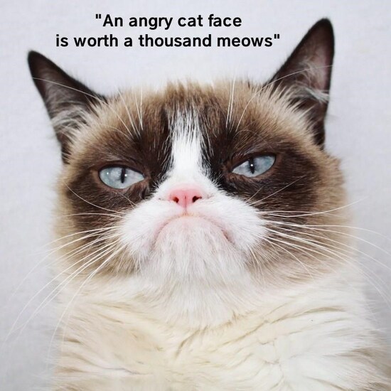 cat-an-angry-cat-face-is-worth-thousand-meows.jpg