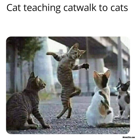 Cat-teaching-catwalk-to-cats-meme-2780.png.jpeg