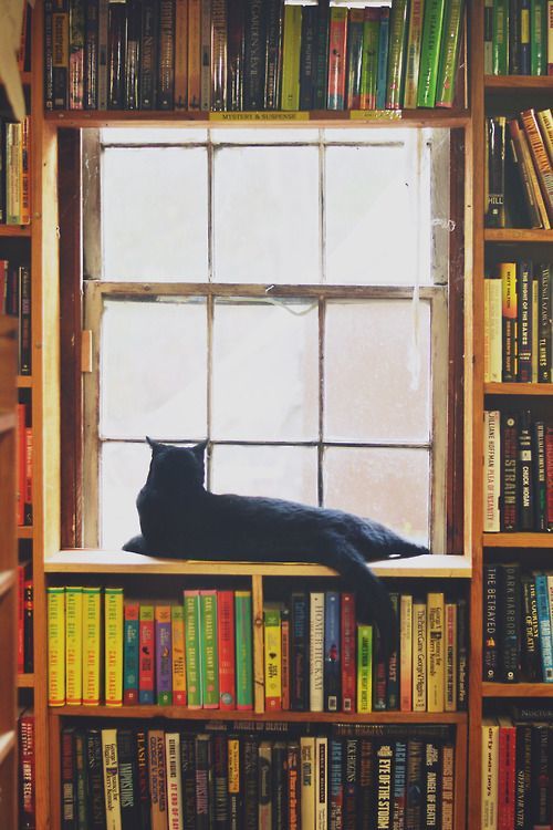 cat_in_bookstore_window.jpg