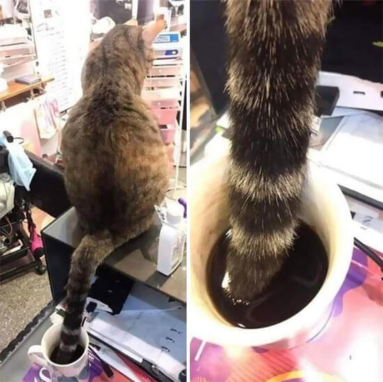 cattailincoffee.jpg