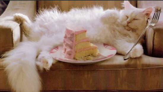 catwithpinkcake.JPG