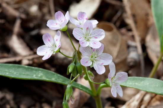 Claytonia_virginica_2_Radnor_Lake.jpg