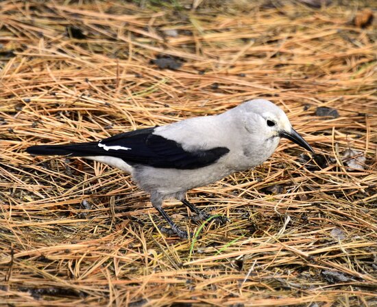 Clark's Nutcracker wit throat pouch fulll of pondersosa pine seeds.