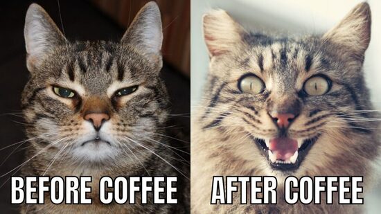 coffee-cat-meme-1024x576.jpg