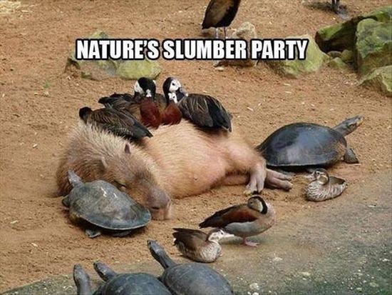 critterslumberparty.jpg