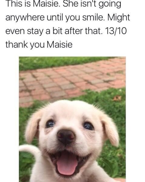 dog-this-is-maisie-she-isnt-going-anywhere-until-smile-might-even-stay-bit-after-1310-thank-maisie.jpg