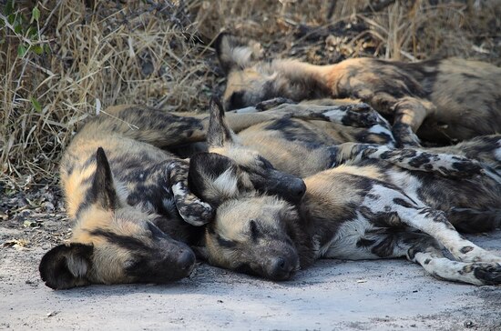 A dogpile of sleeping dogs.